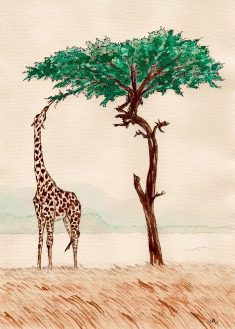 Giraffe Eating From an Acacia Tree - Gerard Dourado’s Watercolours and Sketches Vintage Giraffe Illustration, Tree With Animals Drawing, Giraffe Eating Leaves Drawing, Acacia Tree Illustration, Girafe Painting, Acacia Tree Drawing, Acacia Tree Tattoo, Giraffe Sketches, Constellation Images