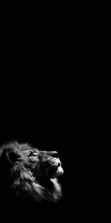 Wallpaper Ideas Iphone, Drawings Wallpaper, Lion Wallpaper Iphone, Brandy Liquor, Lion Live Wallpaper, Whats Wallpaper, Wild Animal Wallpaper, The Best Wallpapers, Eagle Wallpaper