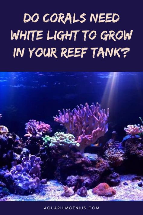 As with most of the creatures in your reef tank, corals need light. Their growth depends on the intensity and the spectrum (color) of the light. What about white light — do corals need them to grow in a reef tank? #aquarium #aquaticlife #fishkeeping #fishkeeper #aquariumplants #aquascaper #aquariums #fishtank #aquariumfish #coral #corals Coral Reef Fish Tank, Coral Reef Tank, Reef Tank Design, Saltwater Reef Tank, Reef Tank Aquascaping, Red Aquarium Plants, Sps Coral, Coral Reef Aquarium, Coral Tank