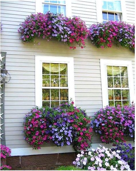 nice Striking Petunia Centerpiece Ideas for Garden Design and Yard Landscaping House With Window Boxes, Petunia Centerpiece, Window Box Flowers, Small Front Yard, Have Inspiration, Garden Containers, Garden Windows, Centerpiece Ideas, Container Flowers