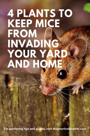 Rodent Repellent Plants, Scary Cats, How To Deter Mice, Oppgaver For Barn, Plants That Repel Bugs, Rodent Repellent, Mice Repellent, Getting Rid Of Mice, Tattoo Plant