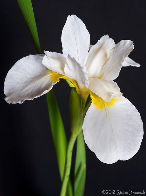 Flowers Iris, Siberian Iris, Natural Bouquet, Gardens Flowers, White Iris, List Of Flowers, Blossom Garden, Blue Iris, Moon Garden