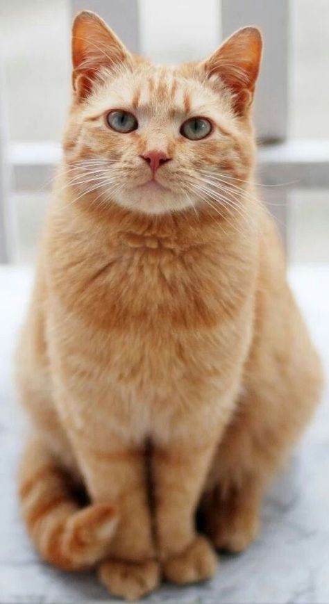 Image Chat, Orange Tabby Cats, Orange Cats, Orange Tabby, Cat Photography, Ginger Cats, Cute Cats And Kittens, Orange Cat, Beautiful Cat