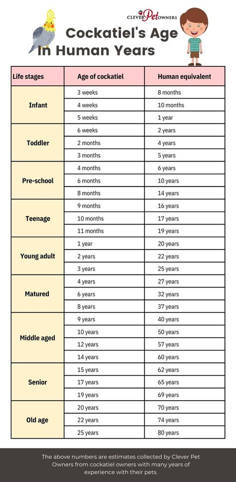 cockatiel age to human years Cockatiel Care, Cute Toothless, Cockatiel Cage, Bird Care, Parrot Toys, Pet Bird, Life Stages, Pet Hacks, Pet Life