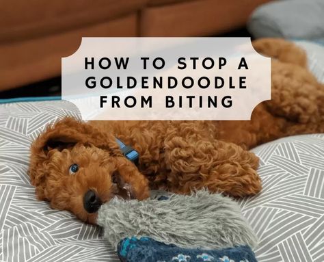 How to Stop a Goldendoodle from Biting! (2022) - We Love Doodles Apricot Goldendoodle Standard, Goldendoodle Training, Golden Doodle Puppy, Mini Golden Doodle, Goldendoodle Grooming, Puppy Tips, Mini Goldendoodle Puppies, Puppy Time, Golden Doodles