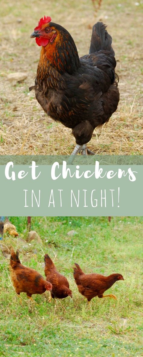 Farming Chickens, Training Chickens, Homesteading Life, Urban Chicken Farming, Coop Door, Portable Chicken Coop, Modern Homesteading, Chicken Farming, Urban Chickens