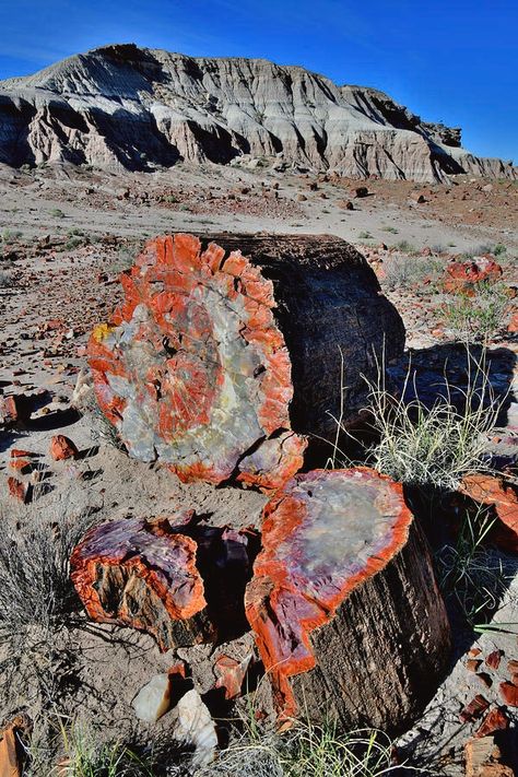 Petrified Forest National Park Arizona, Geology Aesthetic, Petrified Forest National Park, Arizona Photography, Petrified Forest, Pretty Rocks, Fantasy Aesthetic, Rocks And Gems, Minerals And Gemstones