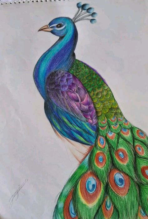 Peacock Drawing Pencil Sketch Beautiful, Peacock Drawing With Colour, Animal Sketches Easy, Colored Pencil Artwork Ideas, Peacock Drawing, Koi Fish Drawing, Pencil Drawings For Beginners, Sky Art Painting, India Gate