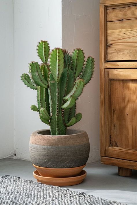 Green Soul, Cactus House Plants, Cactus Water, Indoor Cactus, Cactus Care, Front Garden Landscape, Planting Pot, Inside Plants, Agaves