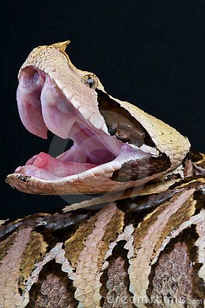 Gaboon Viper, deadly venomous. It has a fierce diamond shaped head and a striking pattern on its back! Gaboon Viper, Dream Snake, Spiders And Snakes, Viper Snake, Deadly Animals, Cool Snakes, Pit Viper, Beautiful Snakes, Snake Venom