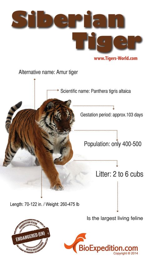 Siberian Tiger Infographic - Tiger Facts and Information Feline Species, Tiger Species, Tiger Facts, Animal Infographic, Tiger World, Amur Tiger, Wild Animal Wallpaper, Panthera Tigris, Exotic Cats