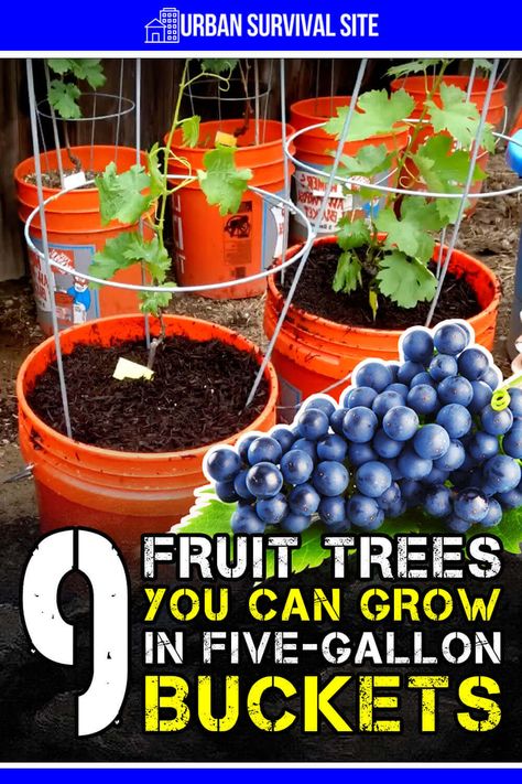 You can grow just about any kind of fruit tree in a five-gallon bucket, but the best fruit trees for bucket gardening are dwarf varieties. Fruit Trees In Containers, Backyard Design On A Budget, Small Backyard Design Ideas, Grow Avocado, Design On A Budget, Growing Fruit Trees, Bucket Gardening, Backyard Design Ideas, Backyard Design Layout