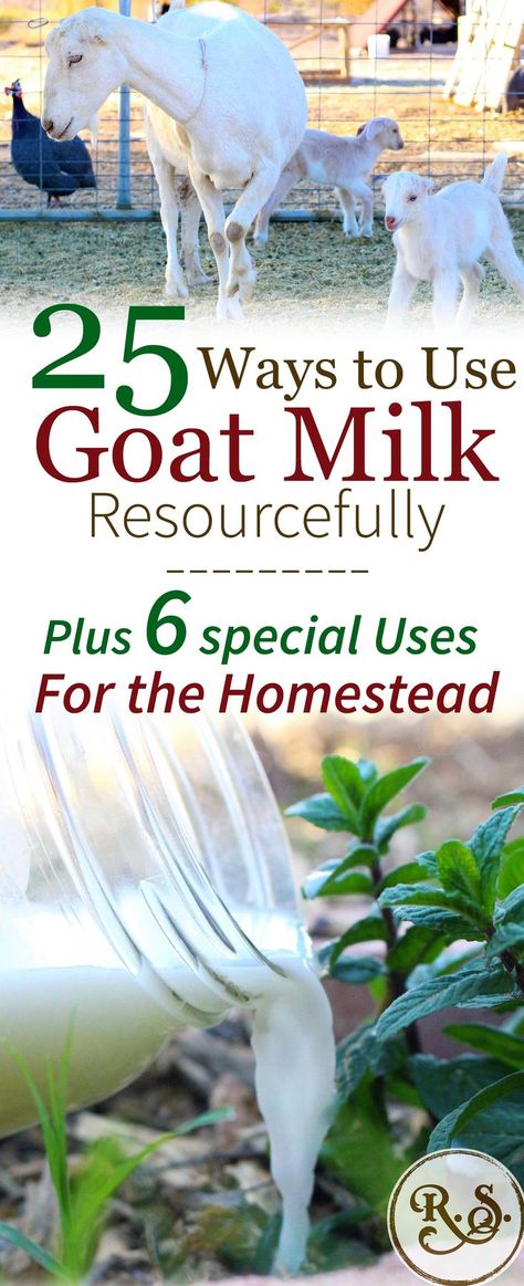 Dairy goat milk is a wonderful resource on the homestead. Once you start milking goats you’ll have times when you have way more milk than your family can drink! Here are lots of ways to get your brain thinking and solve that problem of excess milk. Things To Do With Goats Milk, Butter From Goat Milk, Things To Make With Goats Milk, Fresh Goat Milk Recipes, Best Goat Breeds For Milk, Milking Room Goat, What Can I Make With Goat Milk, Things To Make From Goats Milk, Easy Goat Milk Recipes