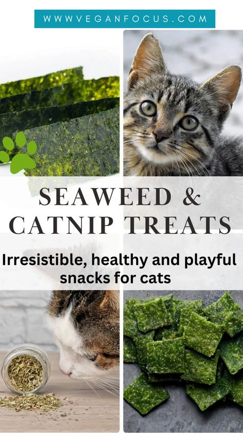 Cat Treats Homemade Healthy, Homemade Cat Treats Recipes, Diy Cat Treats, Catnip Treats, Treats For Cats, Dried Seaweed, Animal Food, Cat Snacks, Cat Treat Recipes