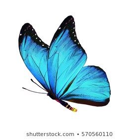 Color Butterfly Flying Isolated On White Stock Photo (Edit Now) 146449802 Watercolor Butterfly Tattoo, Butterfly Art Drawing, Art Papillon, Bird Watercolor, Butterfly Blue, Color Butterfly, Butterfly Images, Flying Bird, Butterflies Flying