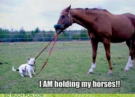 LOVE This!  I AM Holding My Horses!! Funny Horse Face, Horse Quotes Funny, Funny Horse Pictures, Horse Jokes, Hold Your Horses, Horse Pics, Animal Attack, Funny Horses, Quotes Messages