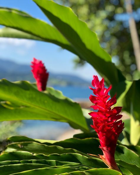 Alpinia vermelha. Tropical Garden #paisagismobyhanazaki #alexhanazaki #hanazaki #landscapearchitecture #paisagismo #garden #jardim… Tropical Garden, Landscape Architecture, Plants, Instagram