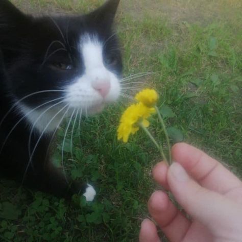 Silly Animals, Cat Aesthetic, Silly Cats, The Grass, Nature Aesthetic, Pretty Cats, 귀여운 동물, Pin It, Pretty Pictures