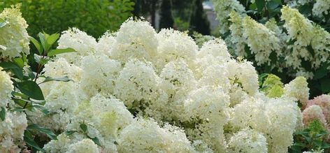 Garden Color Scheme, Hydrangea Arborescens Annabelle, Types Of White, Proven Winners Perennials, Proven Winners Plants, Small Bridal Bouquets, Lace Cap Hydrangea, Hydrangea Serrata, Types Of Hydrangeas