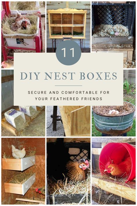 Are you looking for a more natural way to provide a home for your chickens? DIY chicken nest boxes are an excellent and cost-effective way to give your hens a safe, comfortable place to lay their eggs. Whether you're a backyard enthusiast or homesteader, there are plenty of ideas out there to help you build your own nest boxes. From simple designs to elaborate construction projects, here are some of the best DIY chicken nest box ideas to help you get started. Best Chicken Feed, Chicken Laying Boxes, Diy Nest, Nesting Boxes Diy, Chicken Backyard, Chicken Coop Plans Free, Chicken Coop Pallets, Chicken Saddle, Mobile Chicken Coop