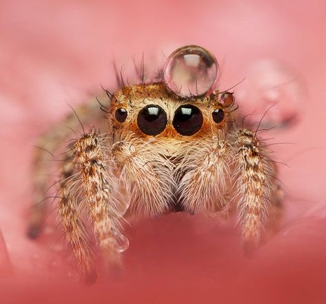 When you are sad, just remember that jumping spiders sometimes wear water droplets as hats - Album on Imgur Jumping Spider Wallpaper, Beautiful Spiders, Weird Bugs, Spider Wallpaper, Lucas The Spider, Widow Maker, Arachnids Spiders, Image Book, Jumping Spiders