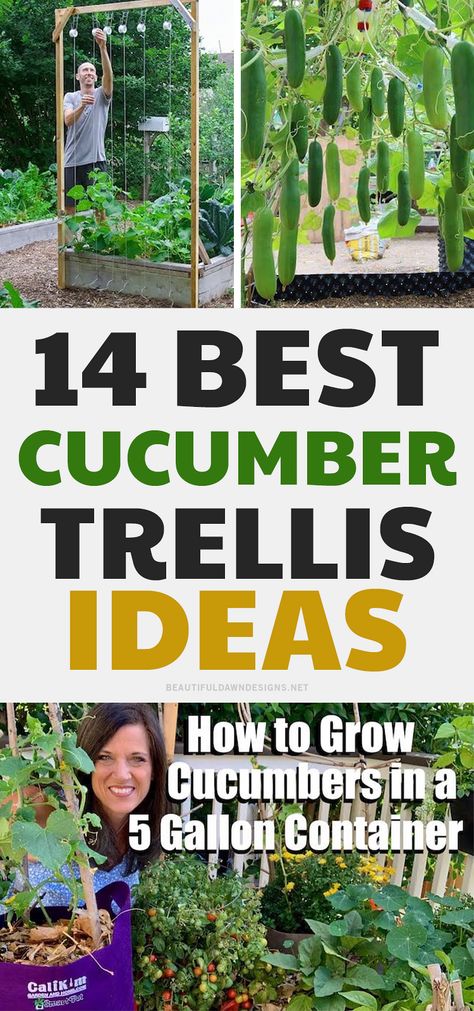 Cucumber In Garden, What To Grow With Cucumbers, Garden Trellis Ideas Diy Tomato Cages, Best Trellis For Tomatoes, Cucumbers Garden Trellis Ideas, Cucumber Fence Trellis Ideas, Cucumber Vines Trellis, Veggie Trellis Ideas, Cucumber Garden Bed