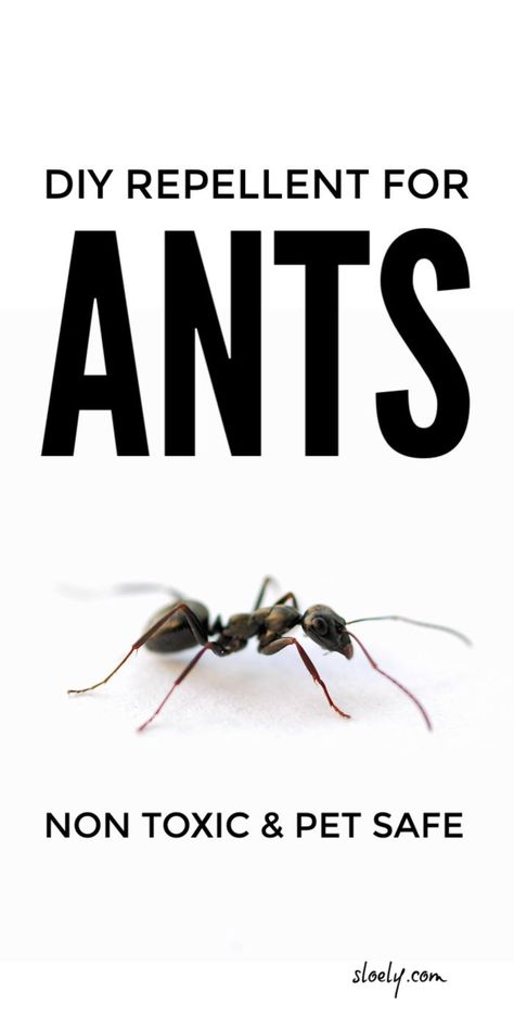 Use these DIY, pet safe ant repellent tips to get rid of ants indoors and outdoors using vinegar, essential oils #pestcontrol #getridofants #antrepellent #ants #diypestcontrol Diy Ant Spray, Ants Repellent Diy, Homemade Ant Killer, Repellent Diy, Ant Spray, Ant Repellent, Rid Of Ants, Kill Ants, Natural Bug Repellent