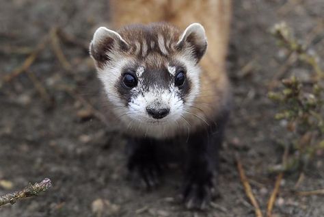 Endangered ferrets to be released at once-toxic Rocky Mountain refuge - The Denver Post Black Footed Ferret, Ferret, Black