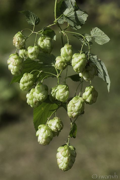 Hops  -  Humulus lupulus Dye Plants, Hops Plant, Humulus Lupulus, Growing Strong, White Cottage, Seasons Of The Year, Autumn Garden, Wonderful Images, Herbal Medicine