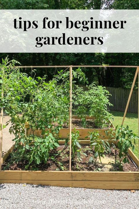 First time gardening? Try these tips for beginner gardeners to get you started. Plant A Garden, Vegetable Garden For Beginners, Organic Vegetable Garden, Gardening 101, Starting A Garden, Home Vegetable Garden, Organic Gardening Tips, Olive Garden, Garden Pests