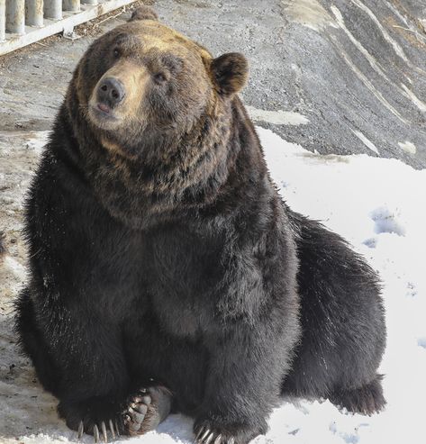 Ussuri brown bear - Wikipedia Asian Black Bear, Asiatic Black Bear, Asian Tigers, Kodiak Bear, Amur Tiger, Japanese Animals, Bear Attack, Sea Cow, Siberian Tiger