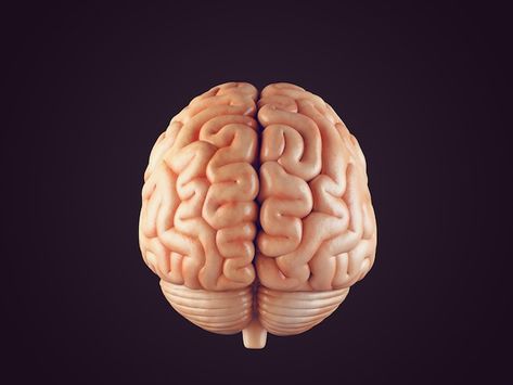 Photo realistic brain illustration | Premium Photo #Freepik #photo #brain #brain-anatomy #neurology #mindset Brain Front View, Brain Illustration, Brain Anatomy, Human Brain, Neurology, Front View, Premium Photo, Cookies Et Biscuits, Brain