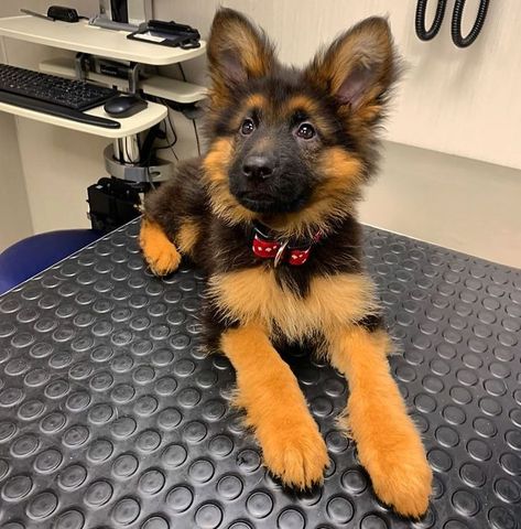 Adorable German Shepherd Puppy At The Vet Baby German Shepherds, Loyal Dog Breeds, Dog Behaviorist, Cute German Shepherd Puppies, Cute Dog Pictures, Cute Animals Images, Little Puppies, Shepherd Puppies, Puppy Pictures