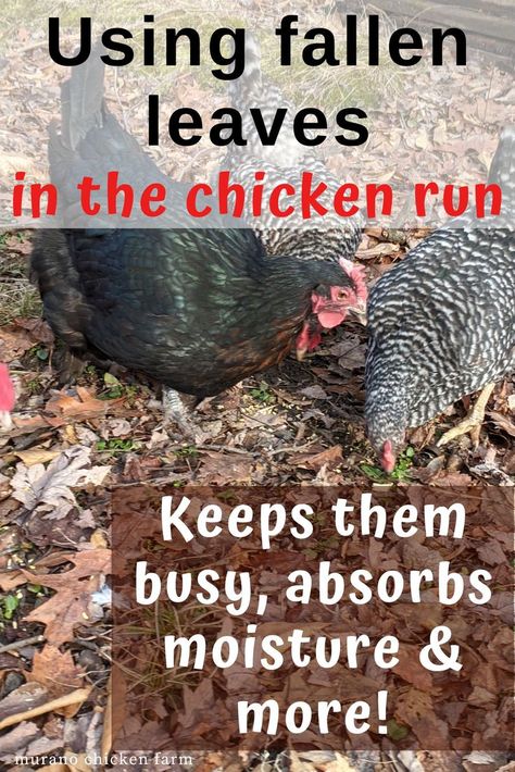 Using fall leaves in the chicken run Pasture Raised Chickens, Chicken Boredom Buster Diy, Chicken Boredom Buster, Chicken Coop Layout, Homesteading Chickens, Egg Chickens, Chicken Boredom, Owning Chickens, Coop Layout