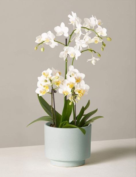 Phalaenopsis Orchid Blooming Houseplant | Gifts & Plants for Delivery – The Sill Apartment 2023, Plant Benefits, Buy Plants Online, Moth Orchid, Orchid Arrangements, Plant Supplies, Houseplants Indoor, Phalaenopsis Orchid, Orchid Care