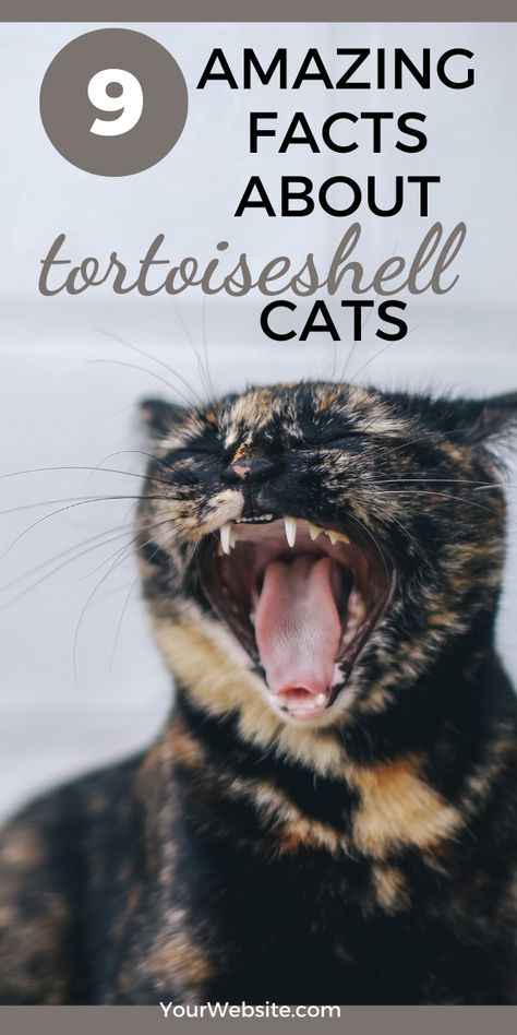 9 Awesome Facts About Tortoiseshell Cats #tortoiseshell #catfacts Gray Tortoiseshell Cat, Muted Tortoise Shell Cat, Calico Tortoiseshell Cat, Tortishell Cat Art, Types Of Tabby Cats, Torti Shell Cats, Blue Tortoiseshell Cat, Tortious Shell Cat, Long Hair Tortoise Shell Cat