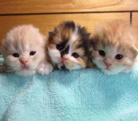 . Cute Little Kittens, Silly Cats Pictures, Kittens And Puppies, Baby Kittens, Little Kittens, Cute Cats And Kittens, Pretty Cats, Cute Little Animals