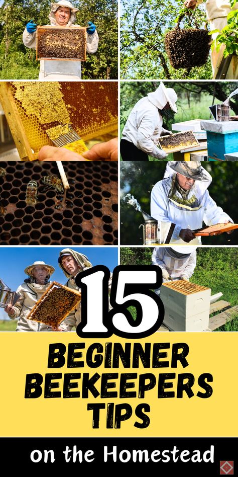 Make beekeeping easy with these 15 tips for new beekeepers! From protecting your hive to understanding bee behavior, these beginner tips cover everything you need to know. Perfect for backyard beekeepers, these tips help you get started confidently and set up a thriving hive. Save this pin to discover how to create a healthy, productive hive and make beekeeping a rewarding part of your homestead. Bee Farming Beekeeping, Bee Keeping For Beginners, How To Start Beekeeping, Honey Bee Farming, Backyard Beehive, Bee Farming, Bee Things, Flow Hive, Bee Hive Plans