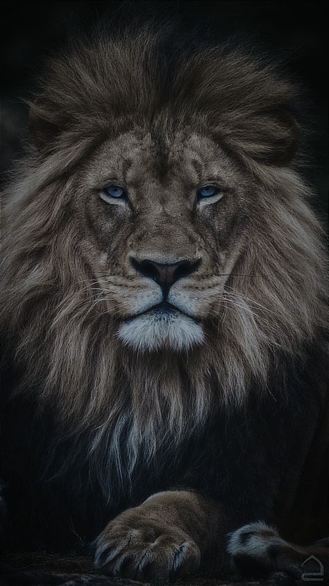 Lion Wallpaper Black And White, Lion Wallpaper Iphone Hd, Angry Lion Hd Wallpaper, Lion Black Background, Lion Wallpaper Hd 1080p, Wild Life Wallpaper, Lion Wallpaper Aesthetic, Aslan Wallpapers, Photo Hilight Instagram