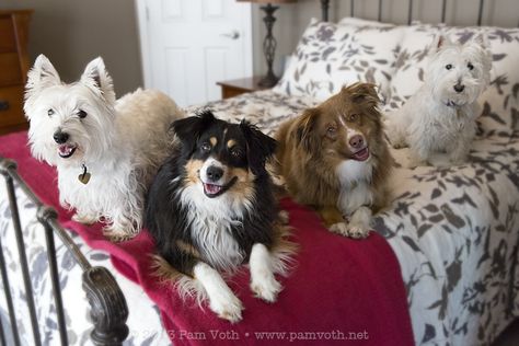 Lucy, Annie Oakley, Zelda and Maggie Mae.   Photo by Pam Voth Maggie Mae, Annie Oakley, Zelda, Dogs, Animals