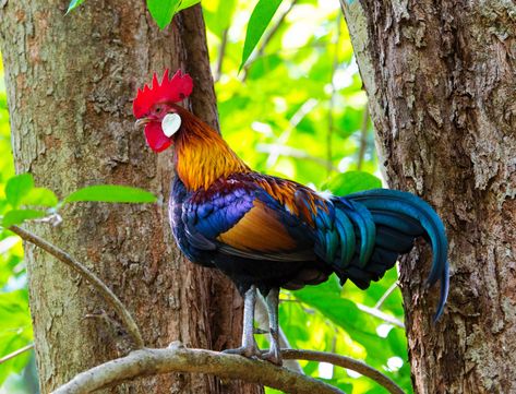 Jungle Fowl, Vajdahunyad Castle, Wild Chicken, Peterhof Palace, Gamebirds, Beautiful Chickens, Park View, Animal Puzzle, Chicken Breeds