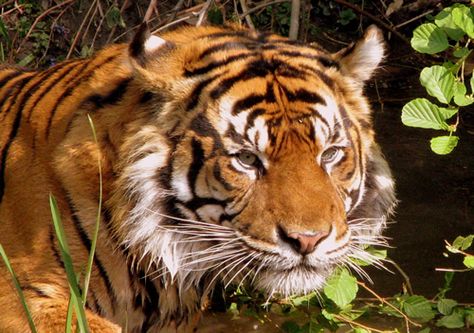 Image by Moni Sertel via Wikimedia Commons South China Tiger, Endangered Wildlife, Sumatran Tiger, Animal References, South China, Level 3, Animal Photo, Wikimedia Commons, The Rise