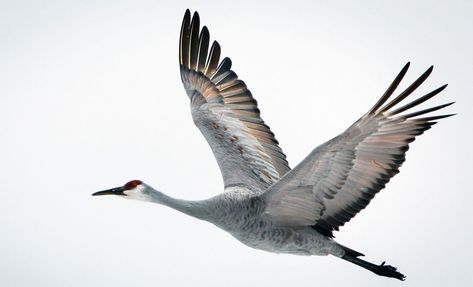 'Migrating with the Sandhill Cranes': Follow the journey. #birding #conservation #wetlands Angels Painting, Cranes In The Sky, Flying Crane, Crane Tattoo, Crane Fly, Sandhill Cranes, Sandhill Crane, Living Fossil, Crane Bird