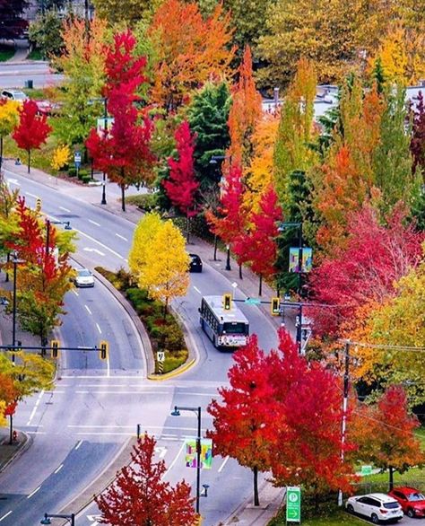 Beautiful Places Around The World, Downtown Vancouver, Colors Of Autumn, Beautiful Trees, Voyage Europe, Wonderful Picture, Autumn Scenery, Autumn Halloween, Vancouver Bc