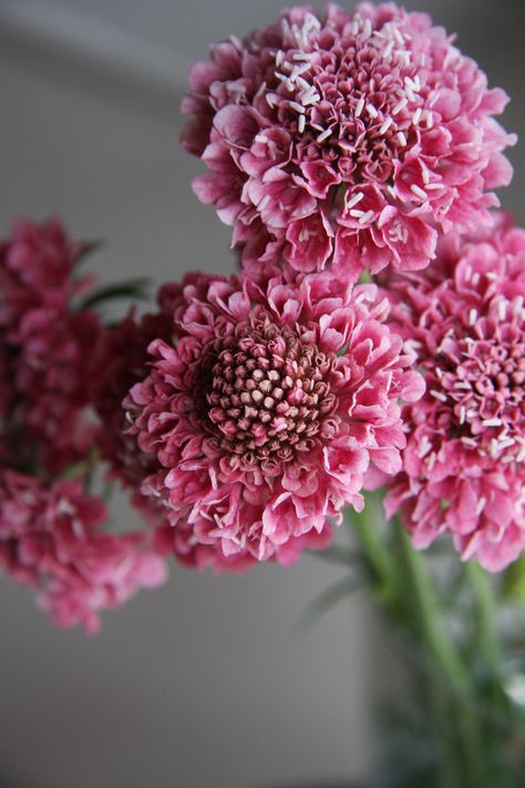 scabiosa Classic pink Pink Scabiosa, Scabiosa Flower, Patio Trees, Patio Garden Design, Bee Garden, Butterfly Garden, Flower Lover, Flower Beauty, Outdoor Plants