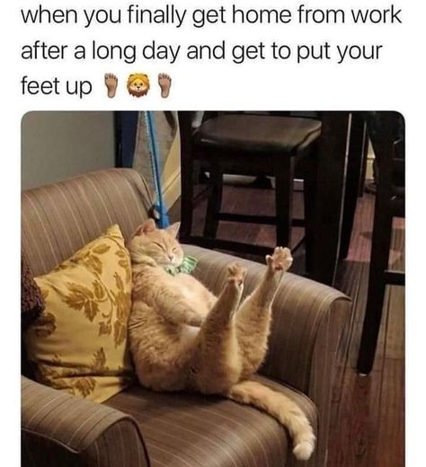 Crazy Cat Lady Humor, Cats Humor, Cat Memes Funny, Cat Lady Humor, Cheezburger Cat, Cat Post, Humor Memes, Funny Cat Memes, Funny Cute Cats