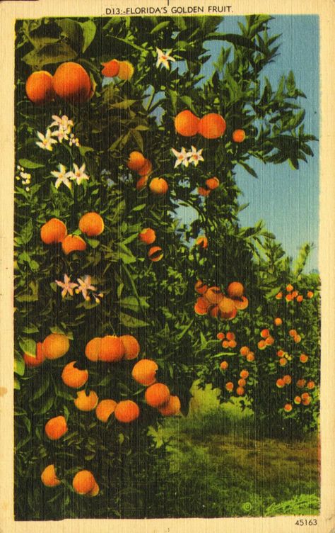 Oranges of Florida. Golden Fruit, Deco Orange, Usa Florida, Florida Oranges, Wallpaper Flower, Flowery Wallpaper, Orange Aesthetic, Orange Tree, Wallpaper Art