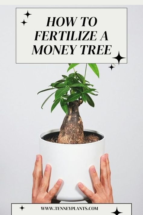 Everything you need to know about fertilizing your Money Tree or Pachira aquatica from the basics of fertilizing, what product to use, how often you should fertilize, and the exact steps to do it! Pachira Money Tree, Diy Fertilizer, Money Tree Plant, Pachira Aquatica, Garden Idea, Money Plant, Potted Houseplants, Money Tree, Money Trees