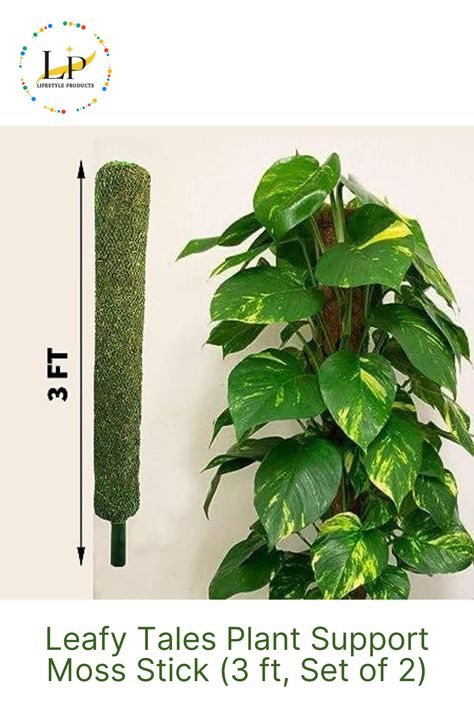 Leafy Tales Plant Support Moss Stick- Green Grass Pole for Plants Support, Support Stick for Money Plant, Climbing Indoor Plants(3 ft, Set of 2). Highly porous in nature, they act as an alternative source of water. Also helps in keeping the roots moist for a long duration. Plants need support to grow and flourish. Here, moss sticks play a vital role. They help in the faster growth of plants with branch roots. Post purchasing the moss stick, start soaking it in water till it's fully saturated. Climbing Indoor, Money Plant, Plant Supports, Plant Needs, Green Grass, Indoor Plants, Climbing, Money, Plants