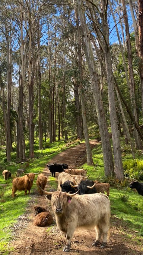 Highland Cow Farm, Highland Cow Aesthetic, Cows Aesthetic, Offgrid Lifestyle, Cow Barn, Cattle Farm, Mountain Farm, Dream Farm, Animals Farm